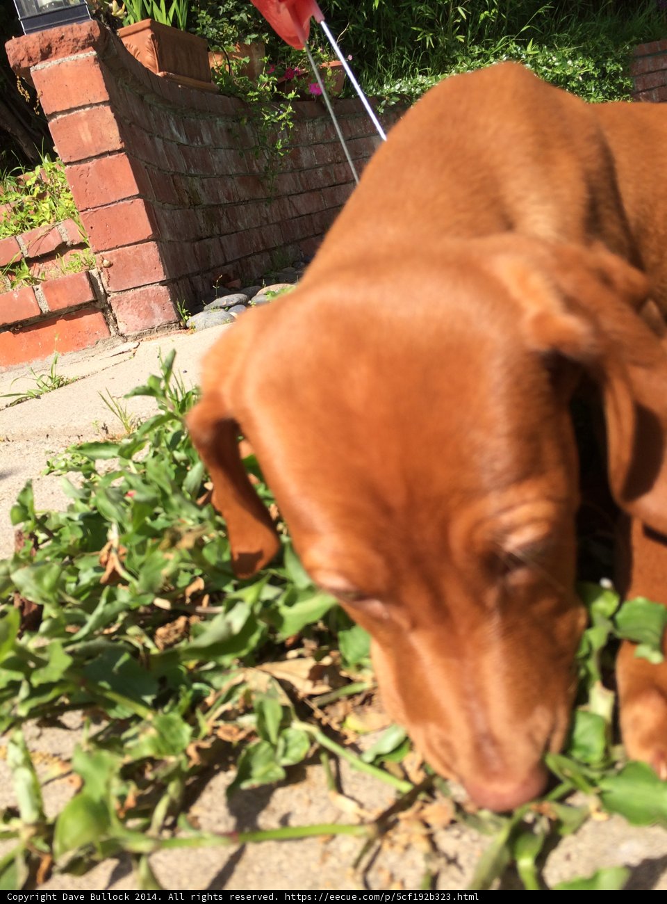 Herbal Hound