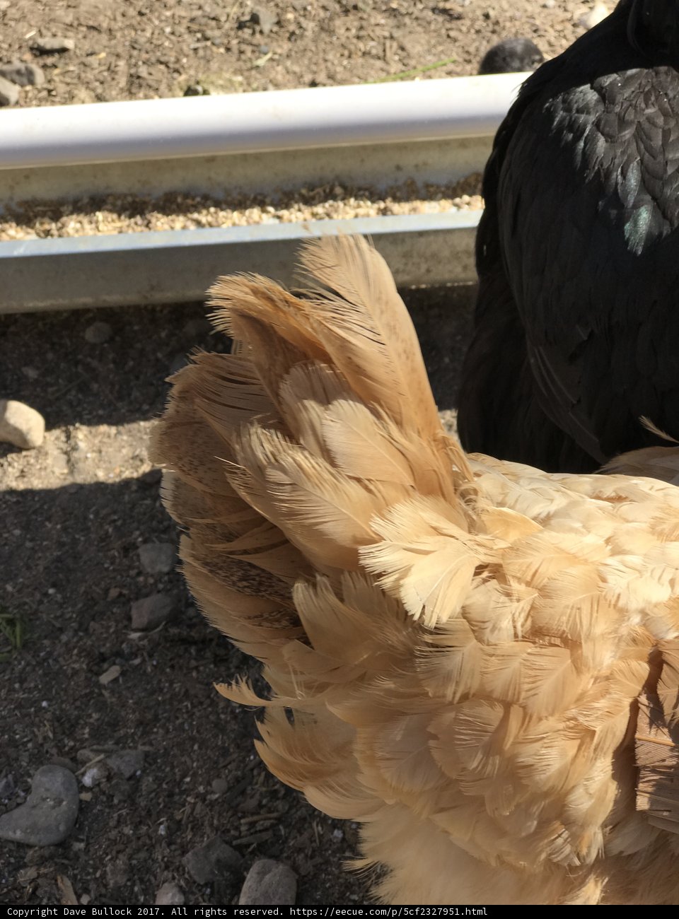 Beautiful Black-Headed Brown Chicken