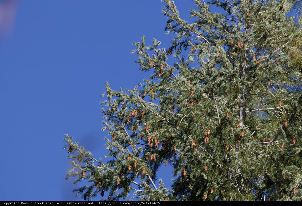 Spruce Branches with Cones Against Clear Blue Sky