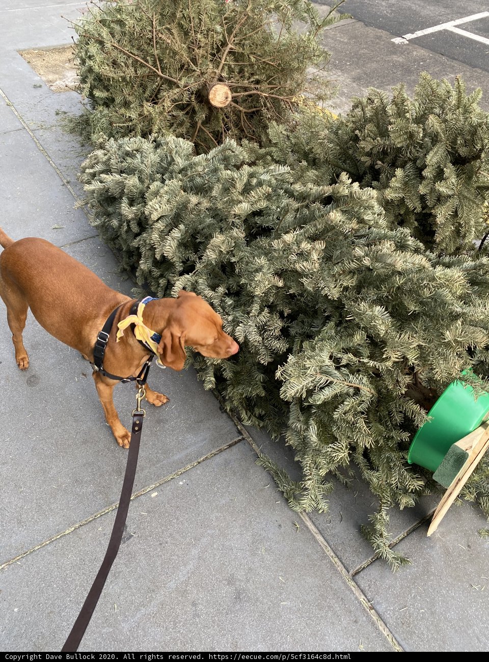 A Canine Christmas
