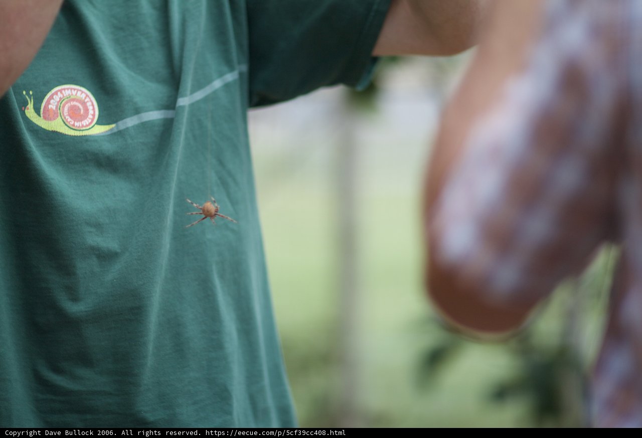Spider on my Shirt