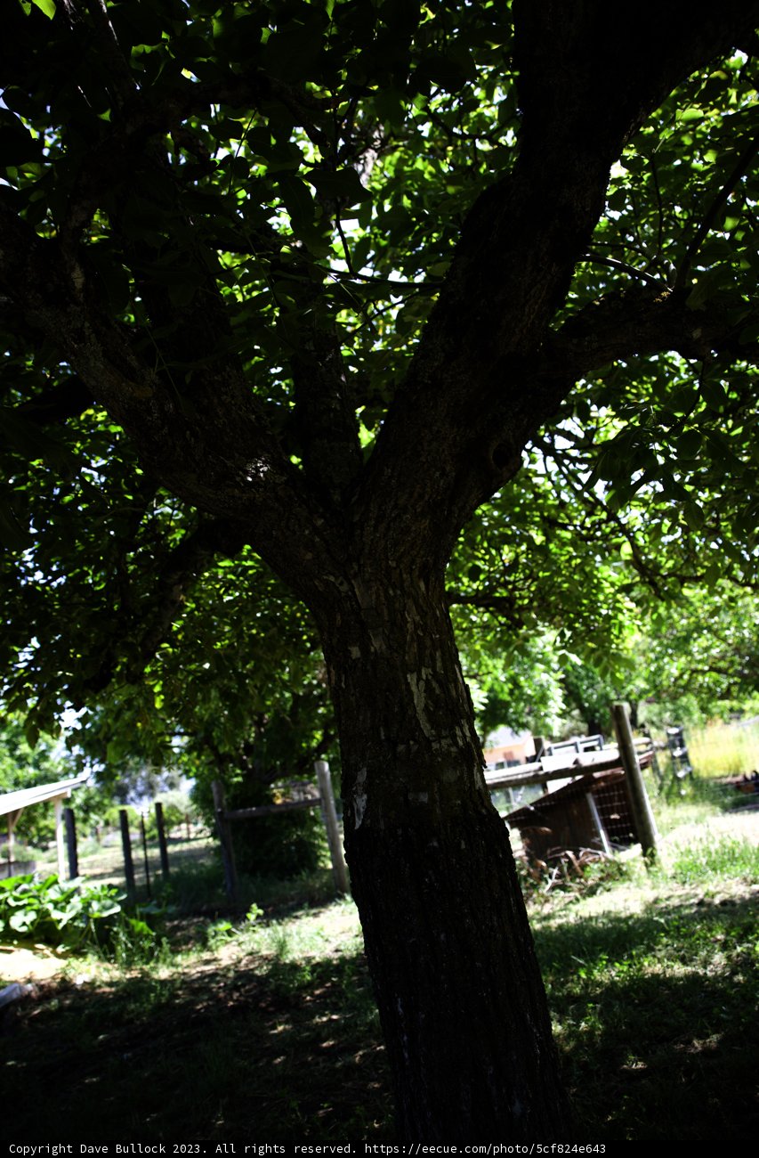Mighty Oak of the Regenerative Garden