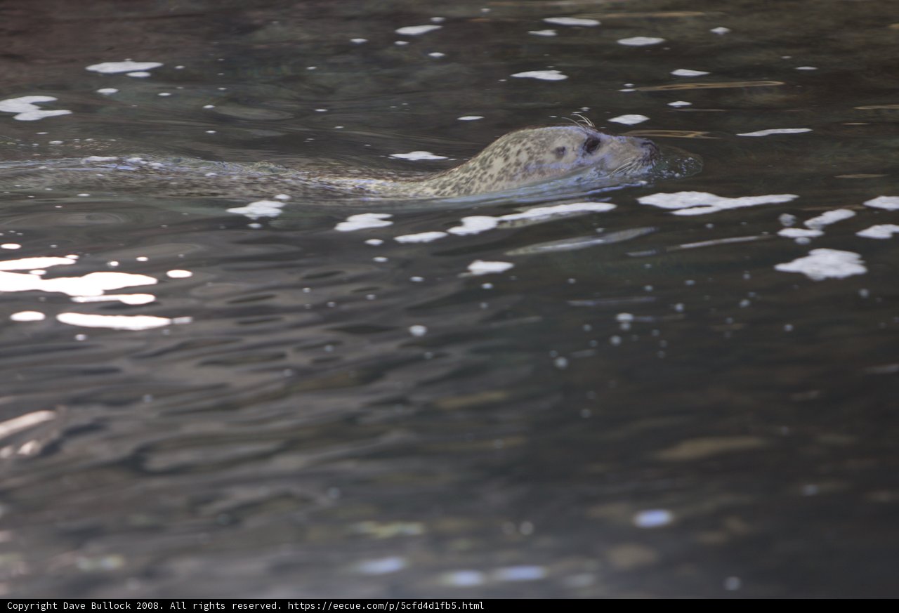Playful Seal