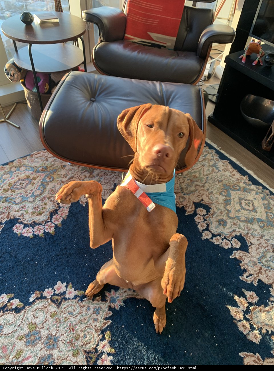 The Perfect Living Room Companion