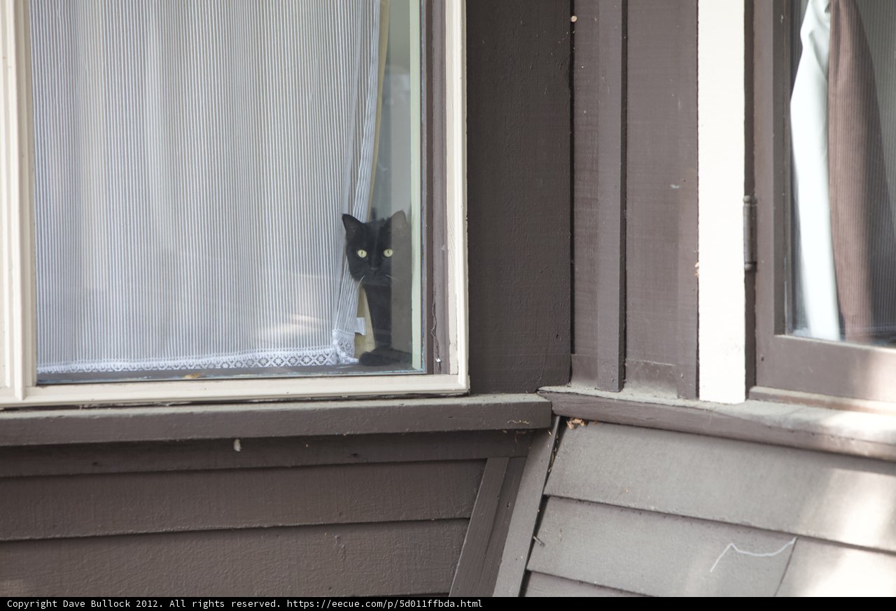 Feline Glimpse