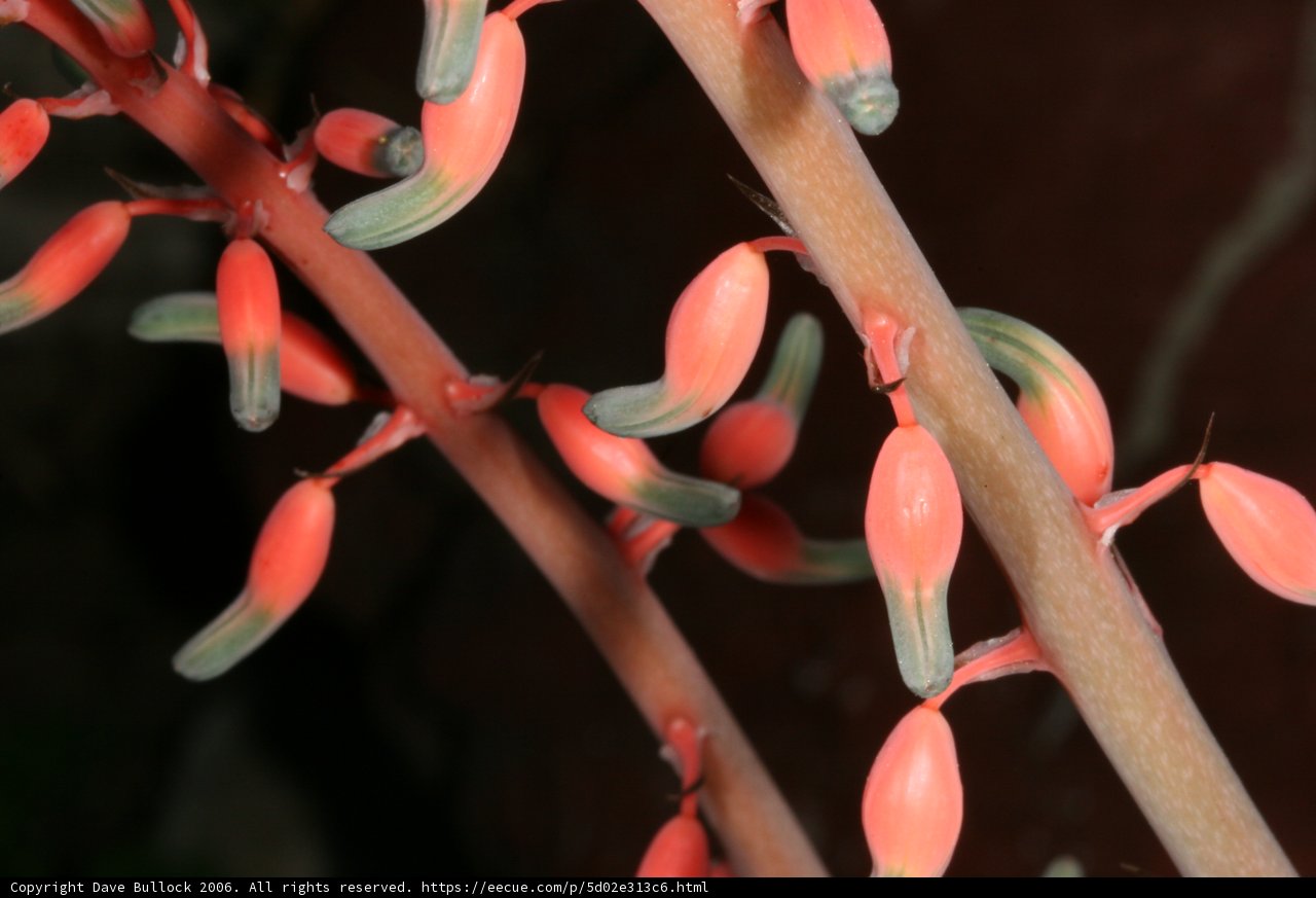 Pink Acanthaceae Flowers Up Close