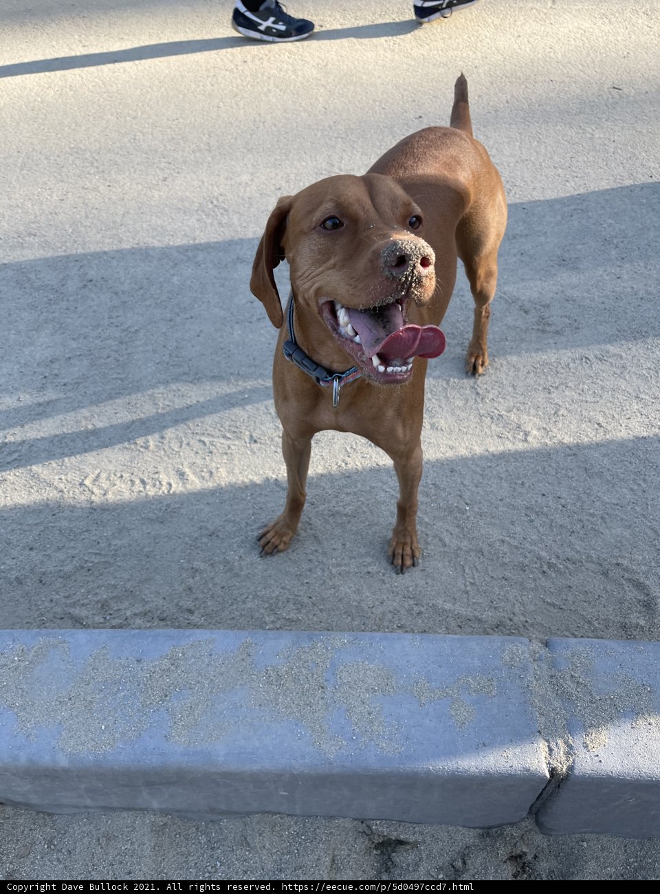 Happy Pup in Golden Gate Park