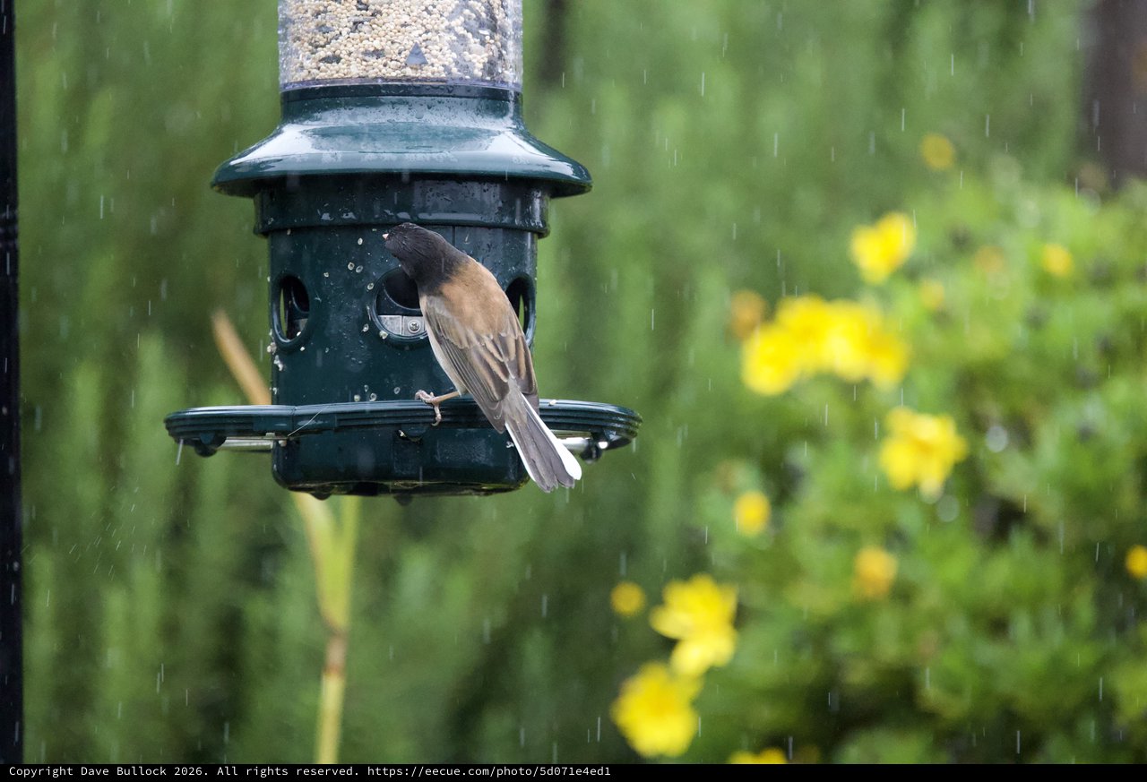 Bird Feeding in the Rain at Garden Feeder