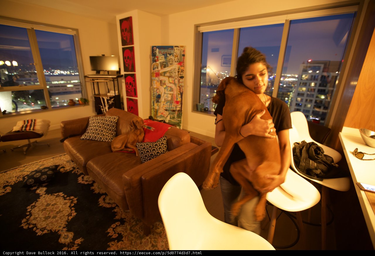 Cozy Living Room with Pet Dog