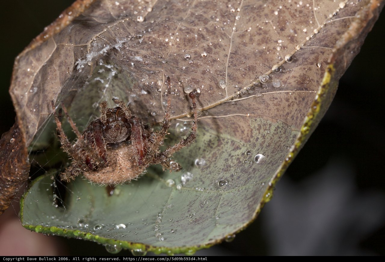 Garden Spider on Dewy Leaf