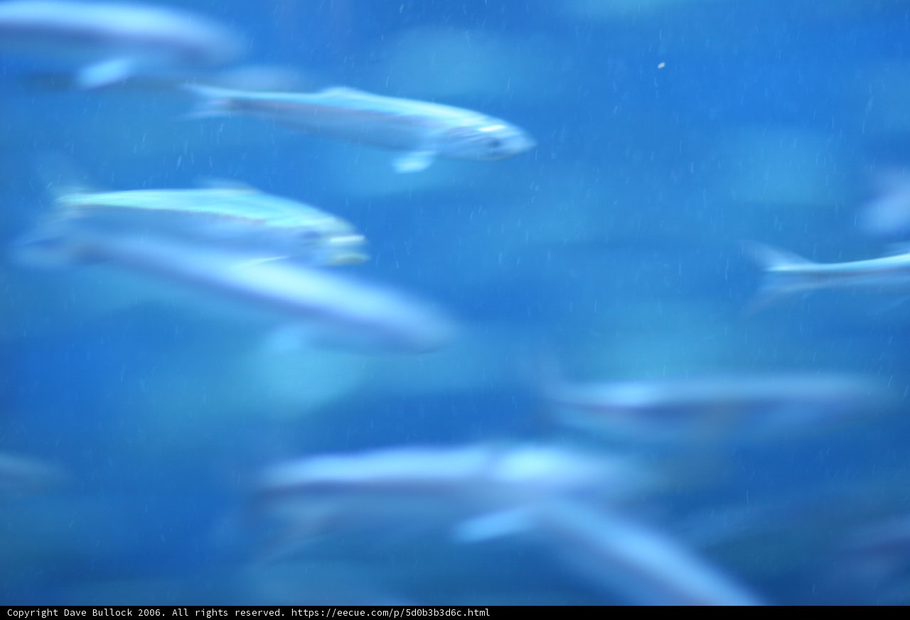 School of Aquatic Life