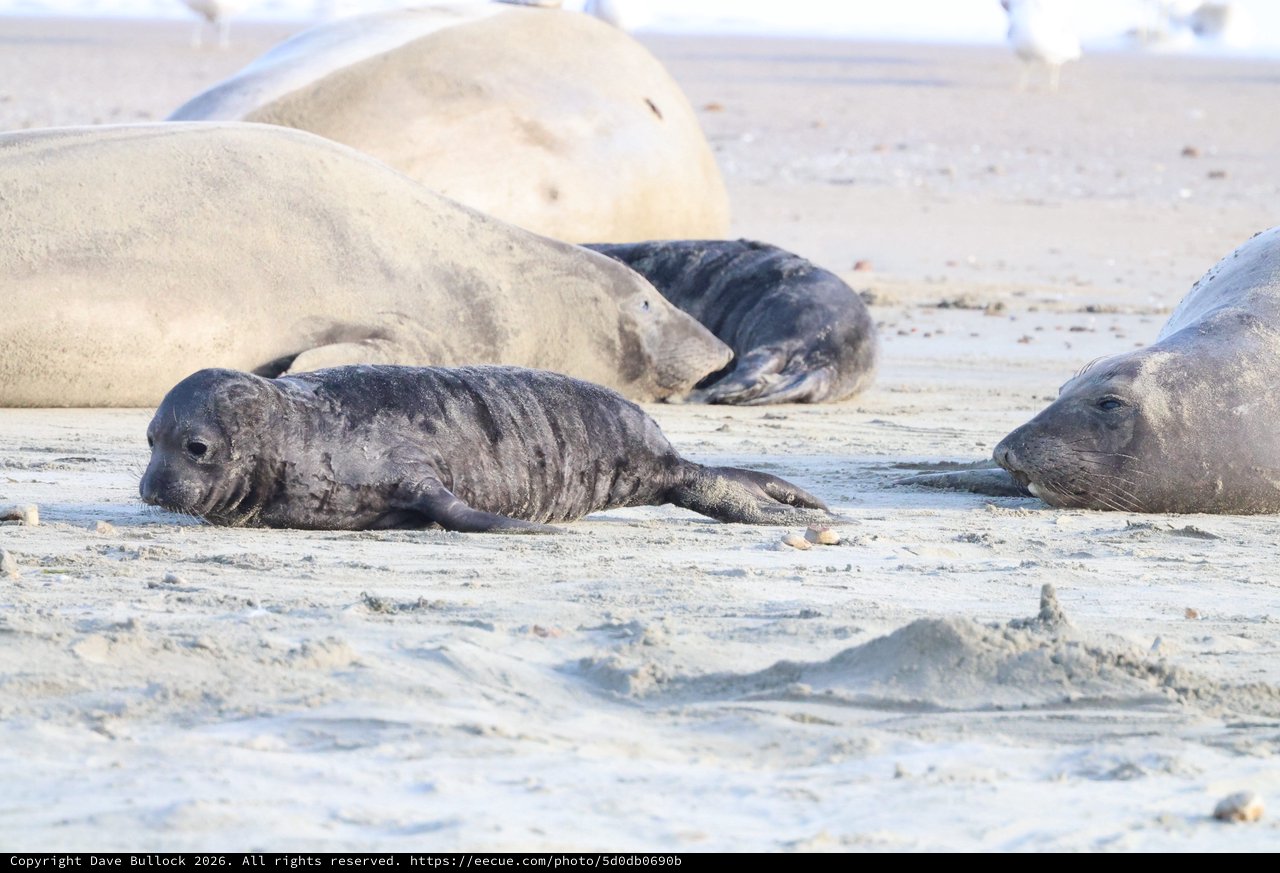 Elephant Seal Pup Resting Among Adults at Drakes Beach