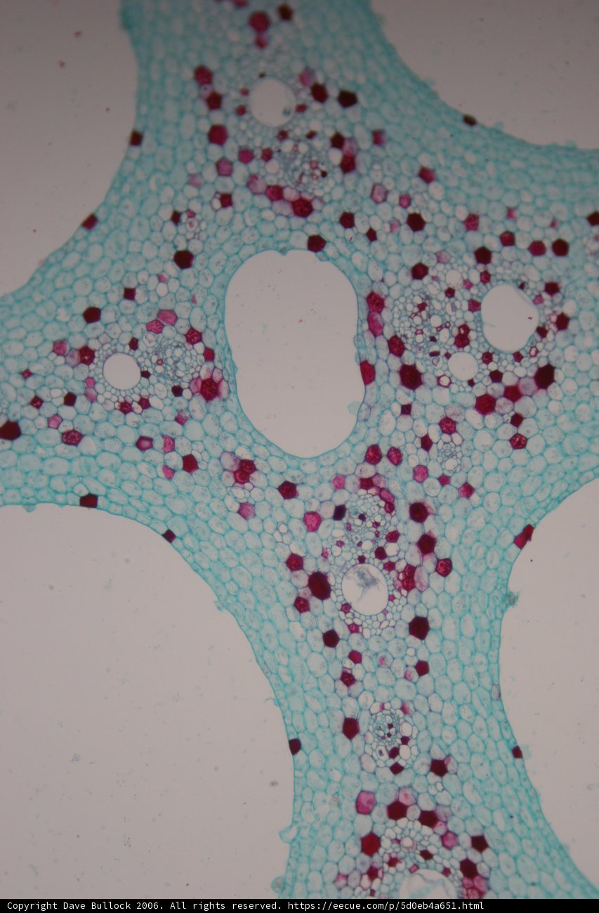 Cellular Chromatics