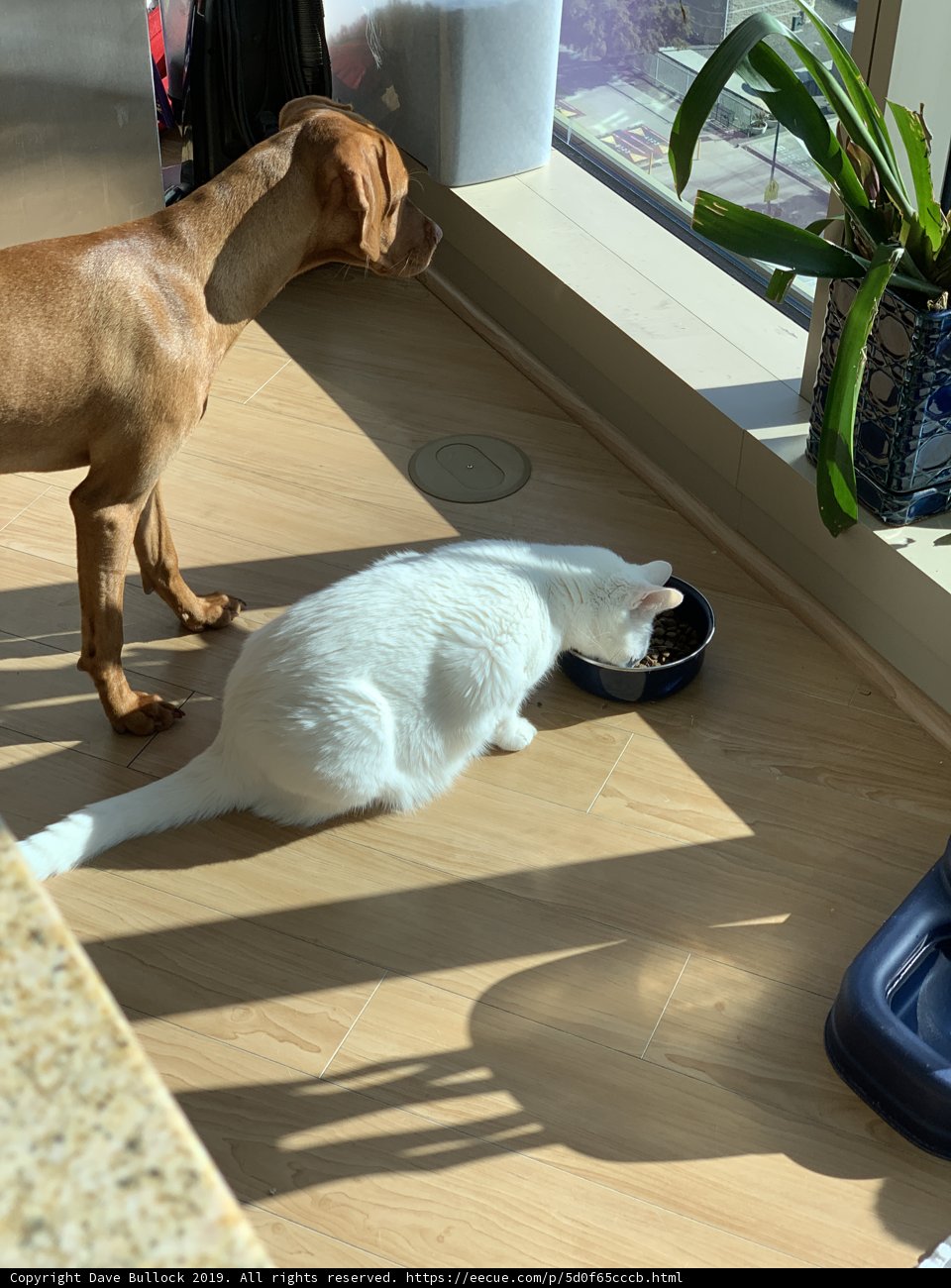 Kitchen Companions