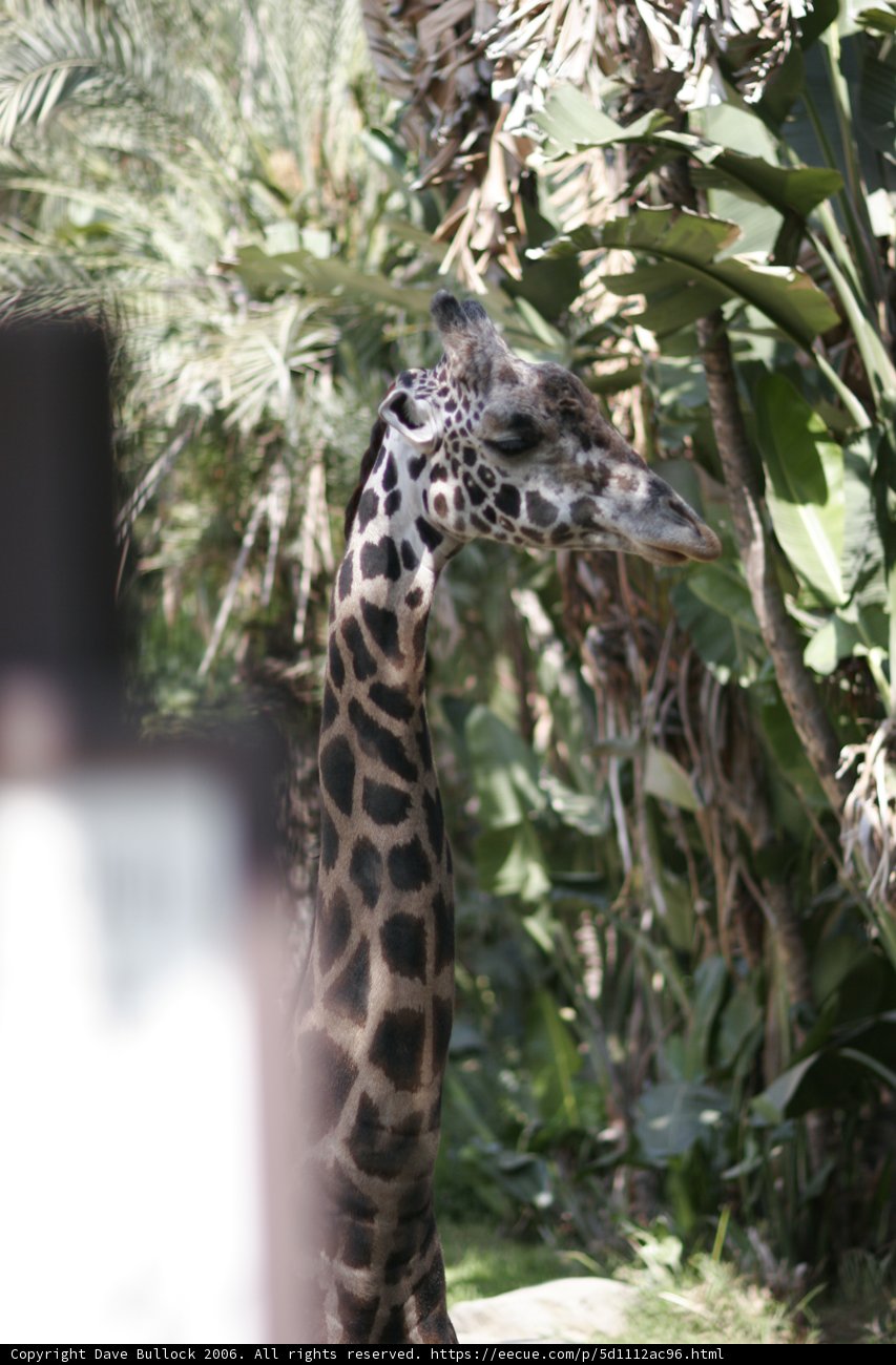 Tall and Proud