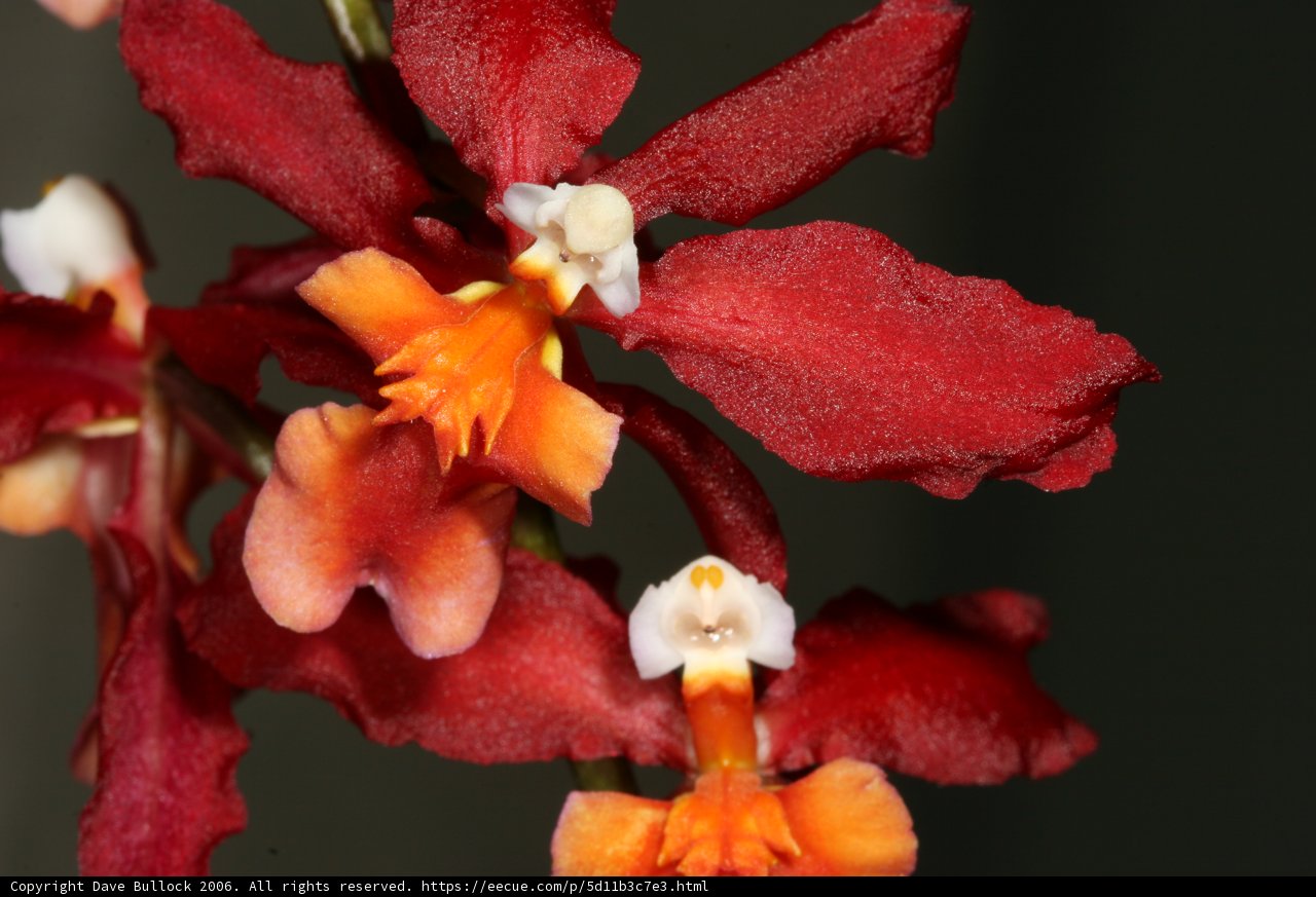 Fiery Blooms