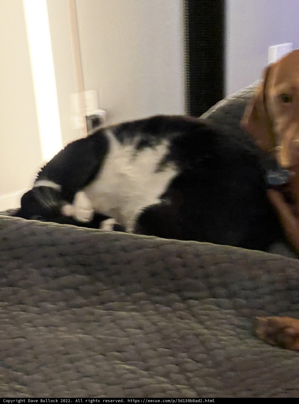 Furry Friends Snuggle on the Couch