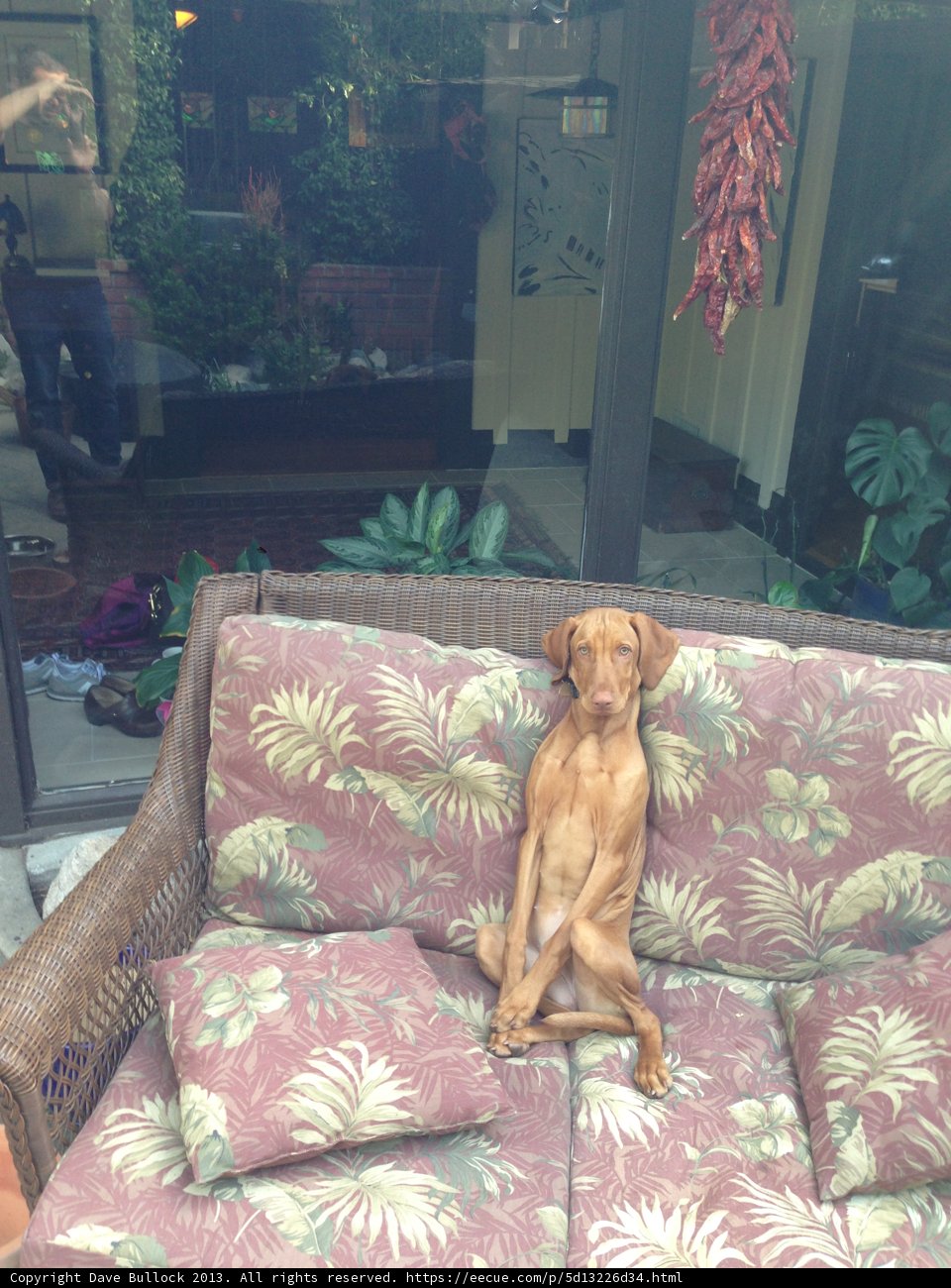 Cushioned Canine Comfort