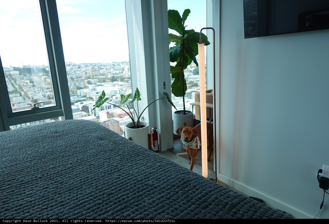 Dog in Modern High-Rise Apartment with City View