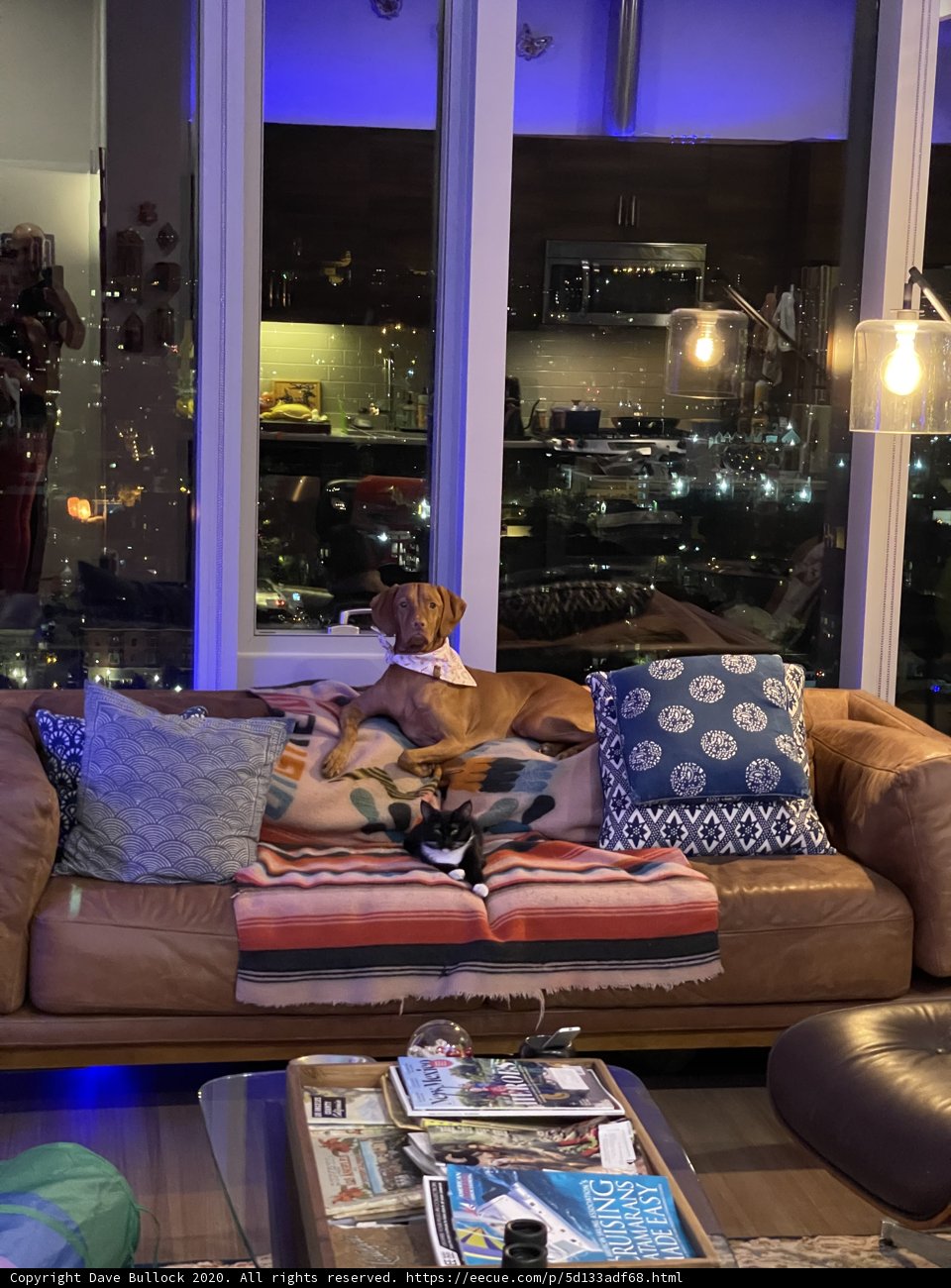 Cozy Canine