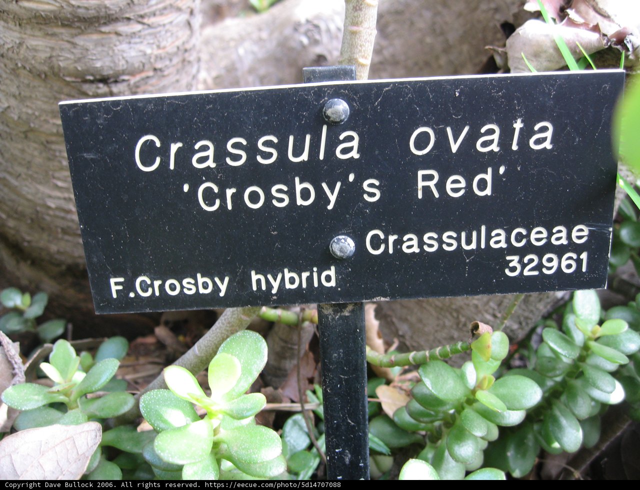Crassula Ovata Crosby's Red Sign