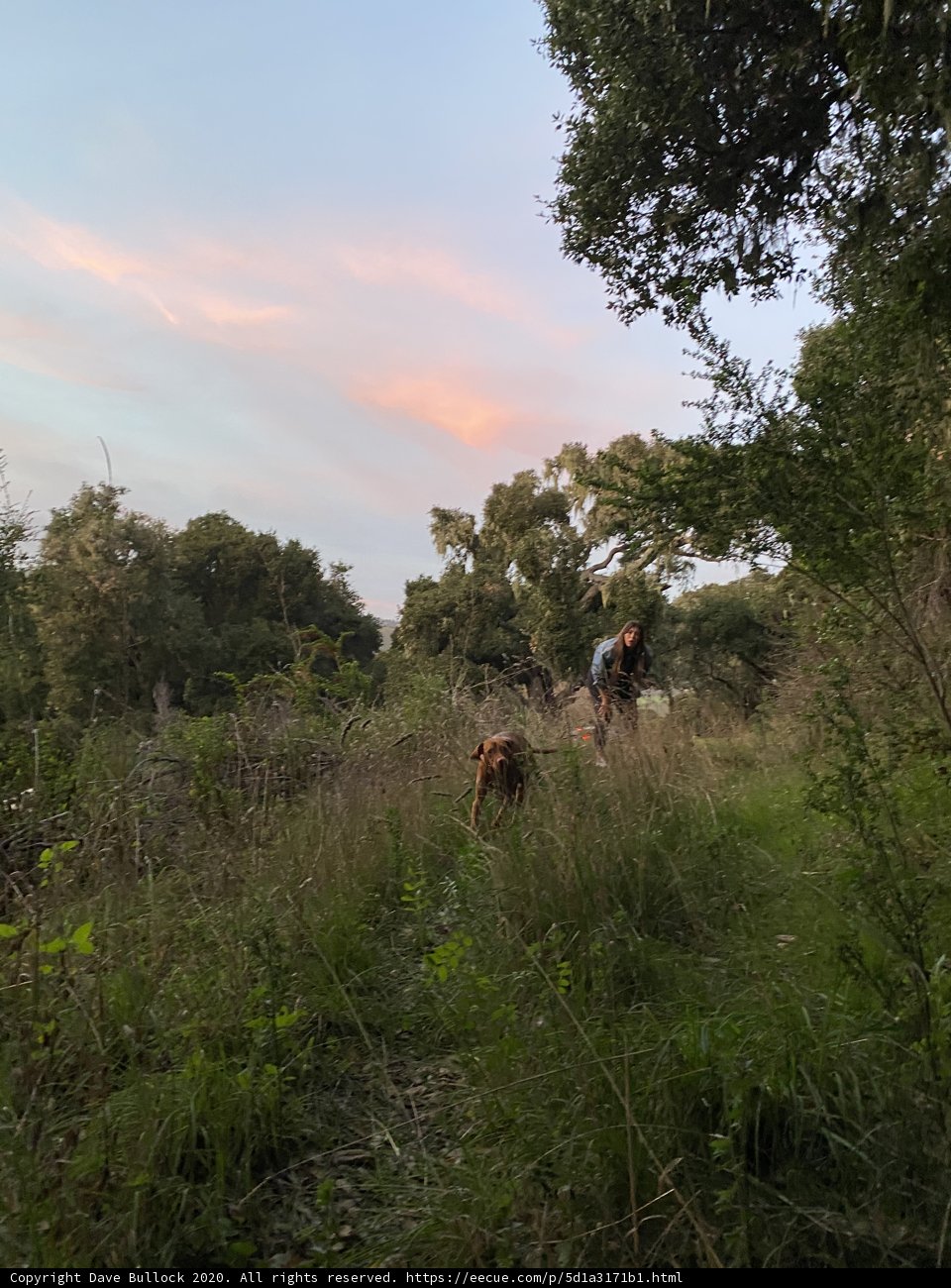 A Serene Stroll through the Countryside