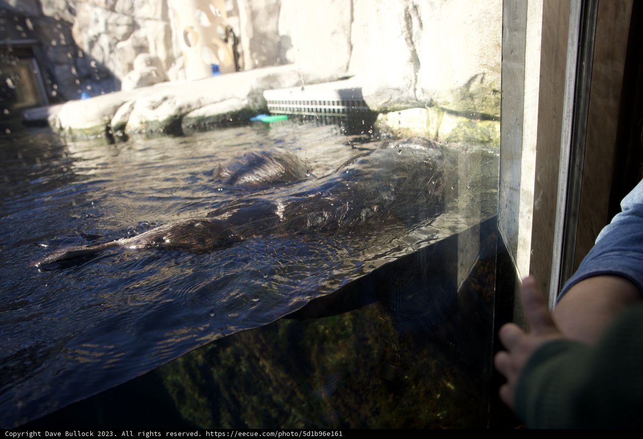 Fascination at Monterey Bay