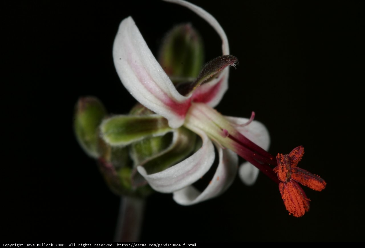 Red Stemmed Flower