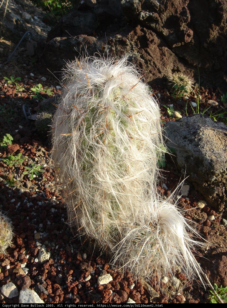 Hairy Cactus