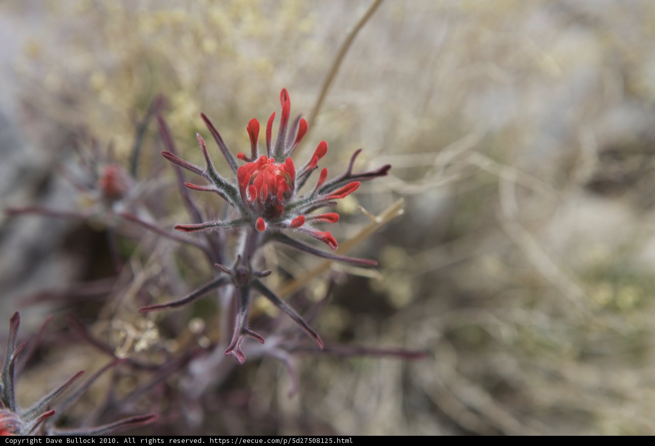 Desert Bloom