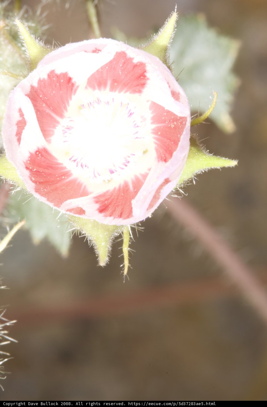 A Vibrant Pink Carnation