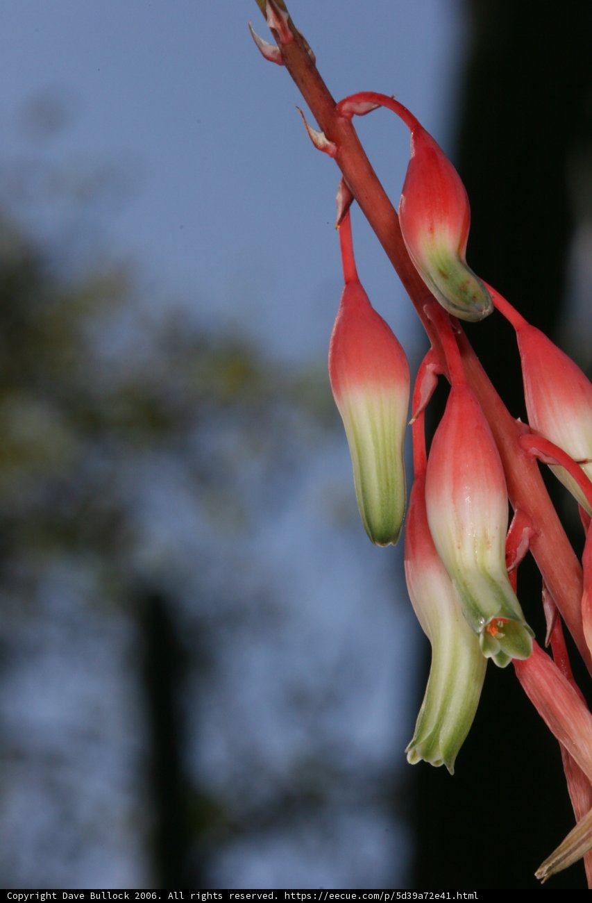 Vibrant Red Flower Amidst Greenery