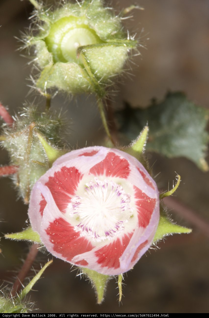 Red Geranium Flower Blooming in the Desert