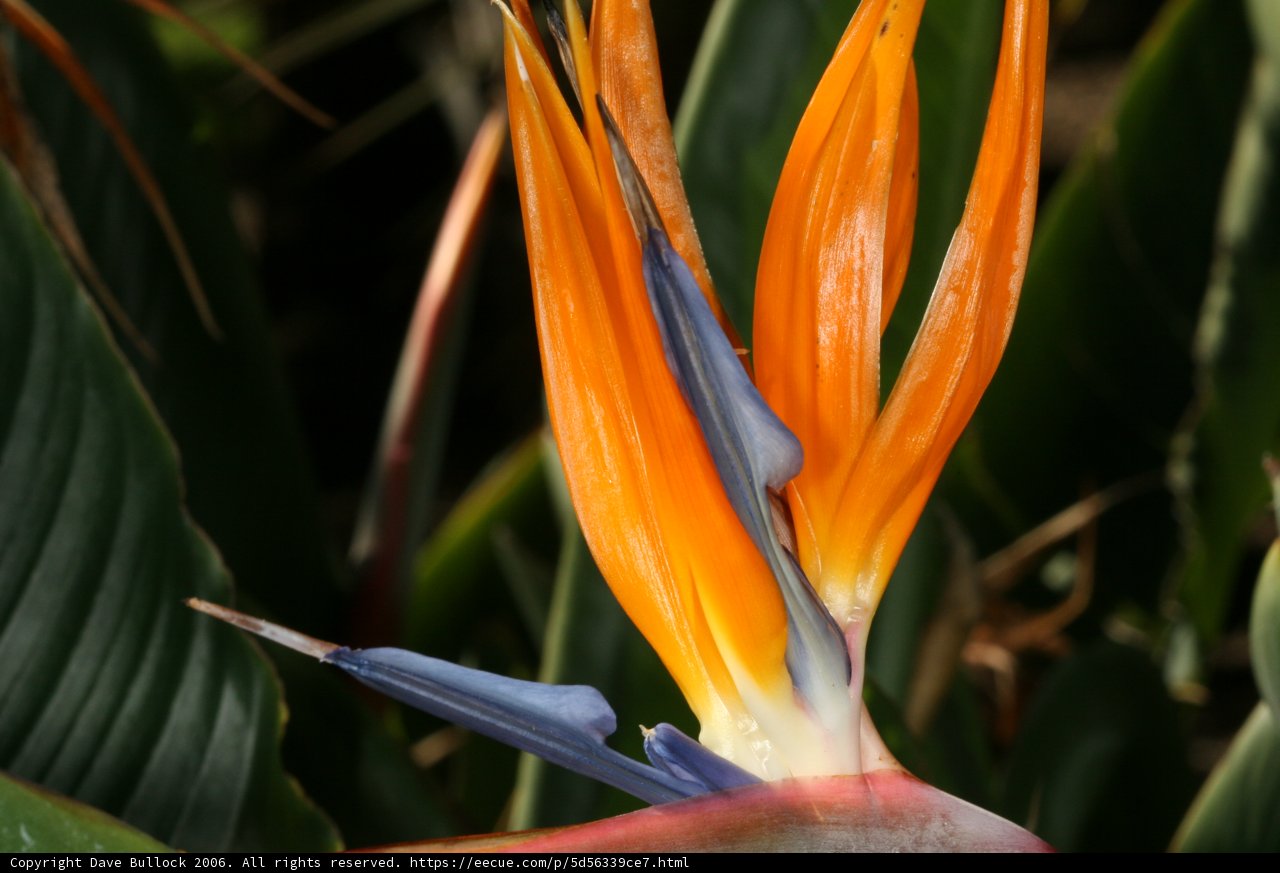 Beauty in Bloom