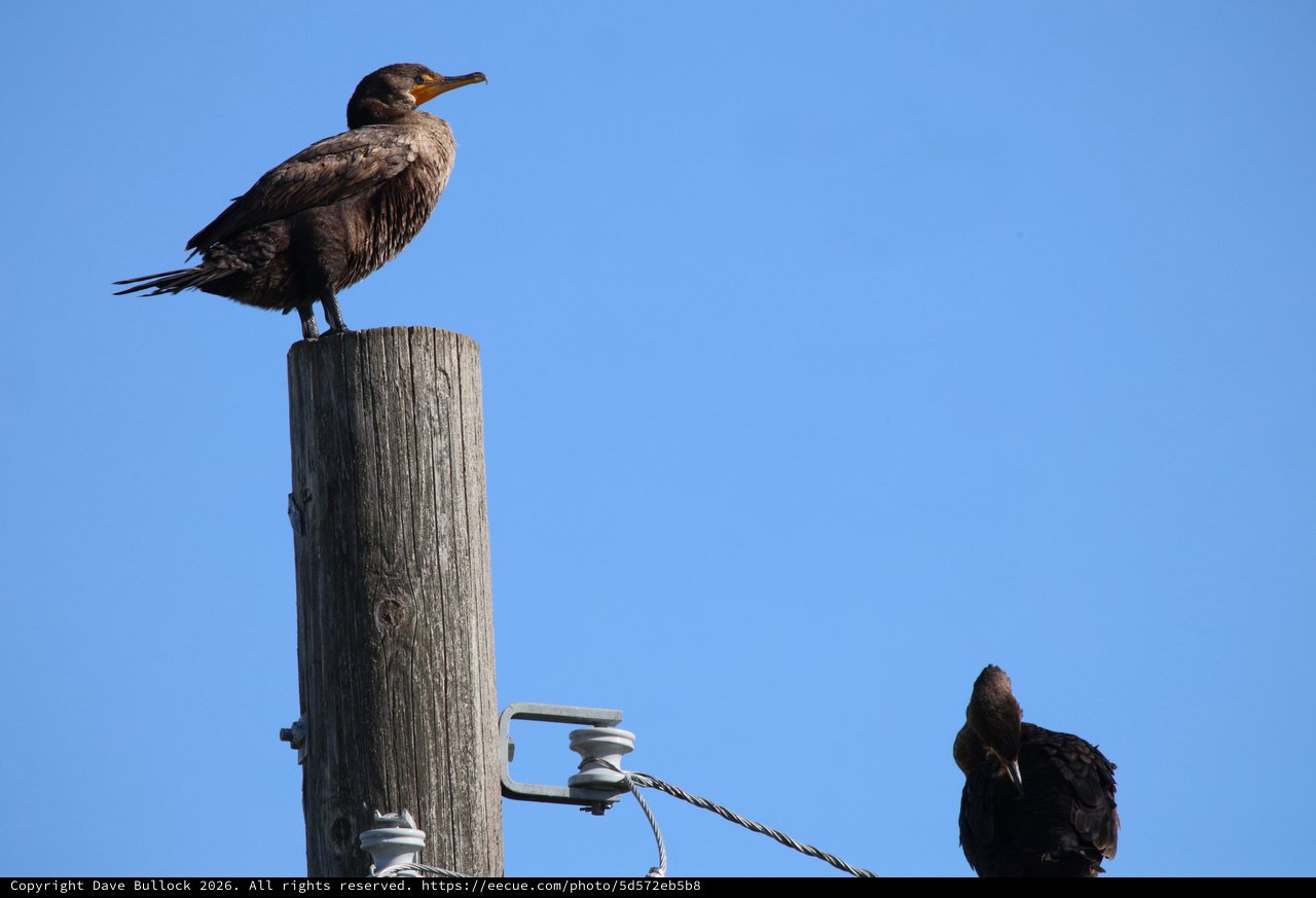 Double-Crested Cormorants Perched on Weathered Wooden Post