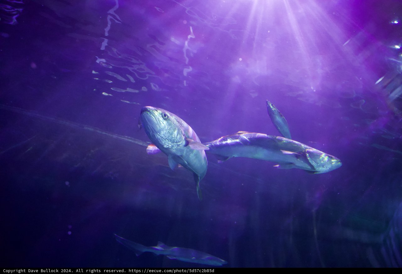 Enigmatic Depths: Vibrant Underwater Symphony