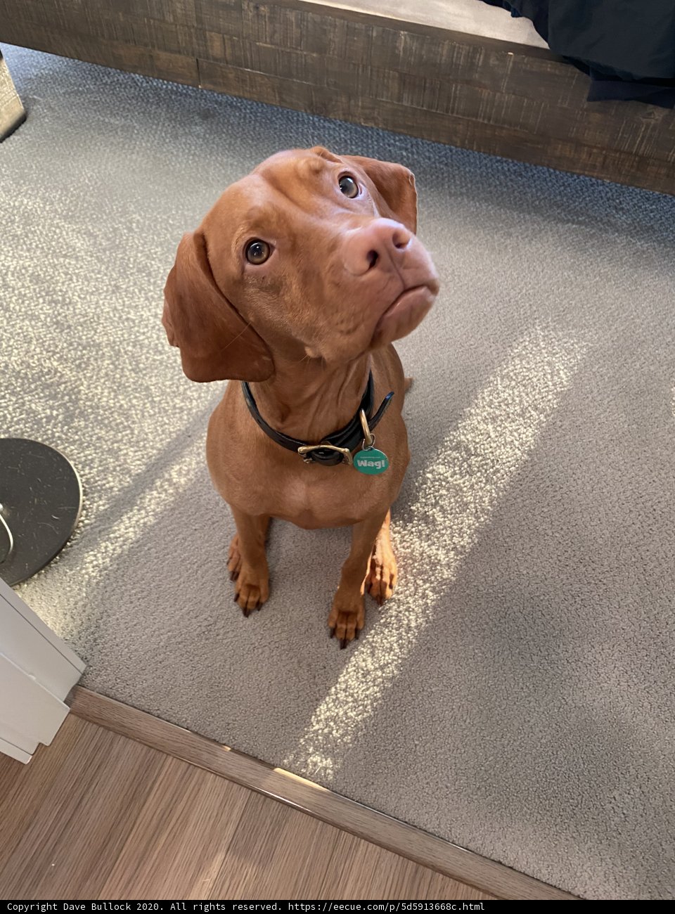 Pawsitively Adorable