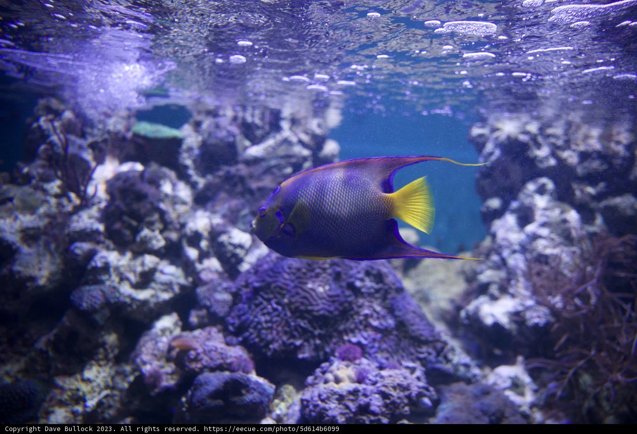 Aquatic Harmony: Dive into the Reef's Ecoscape