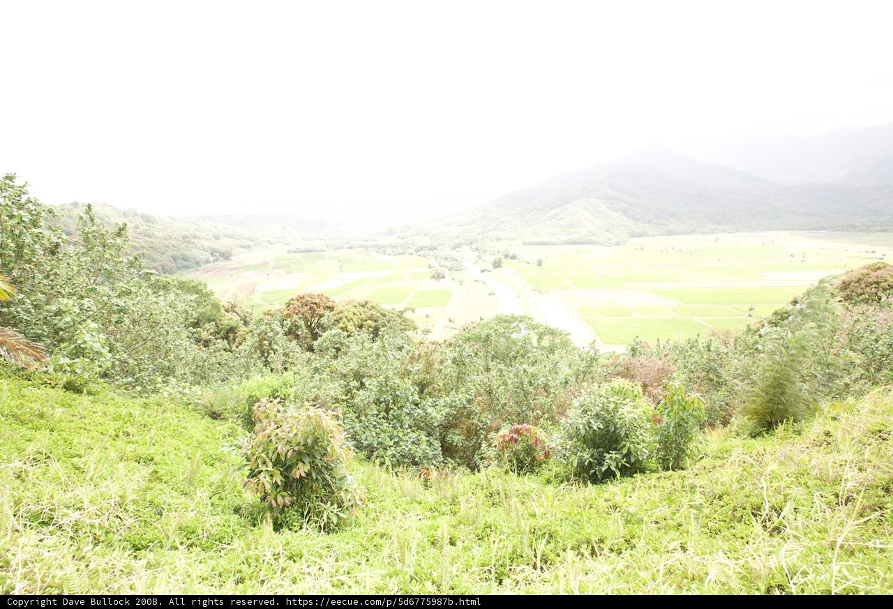 Serene Cow on a Country Hillside