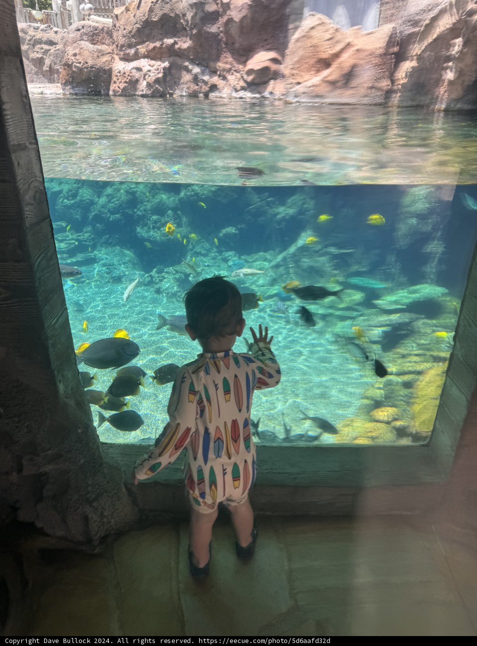Undersea Wonders