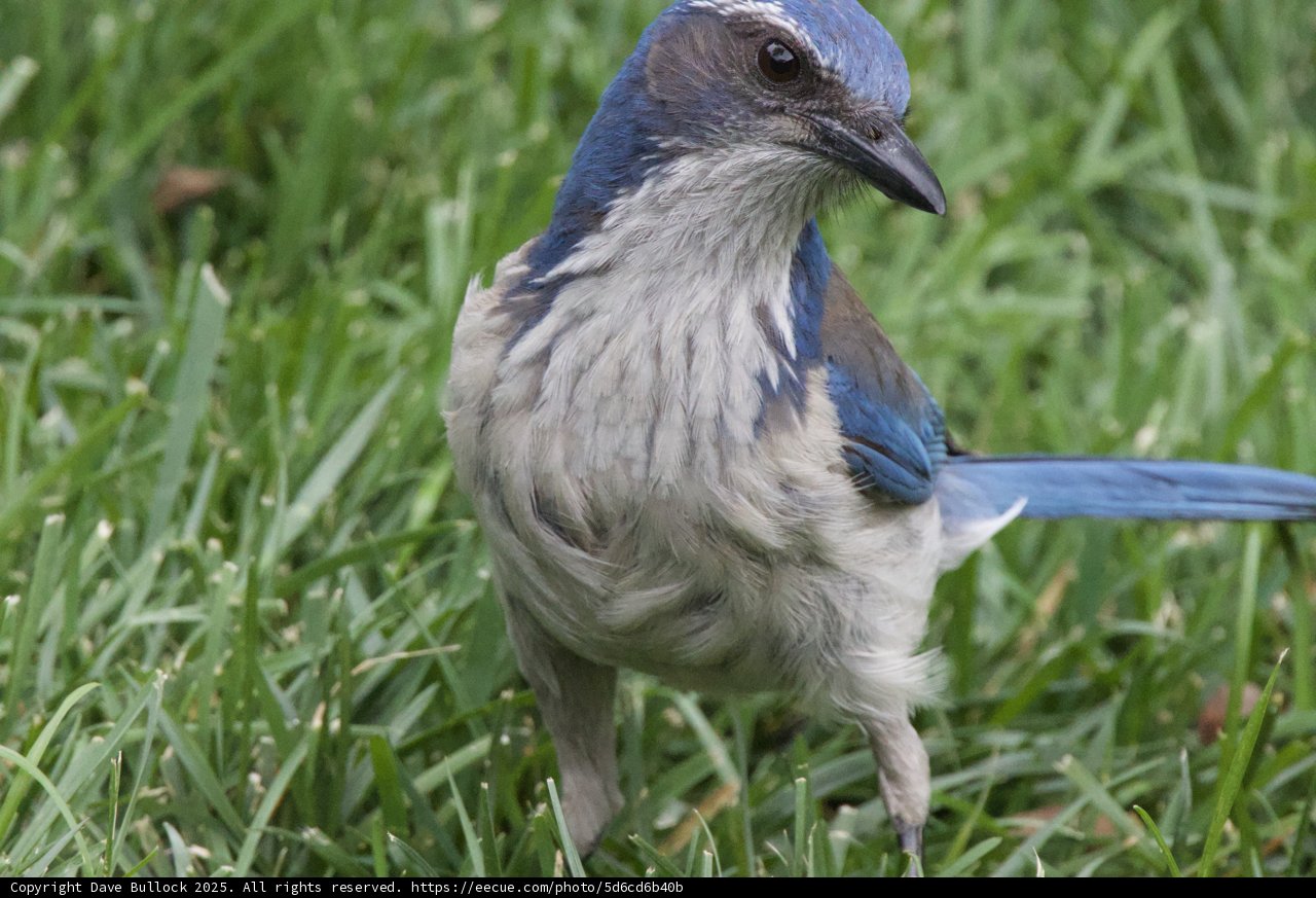 Curious Jay in Springtime