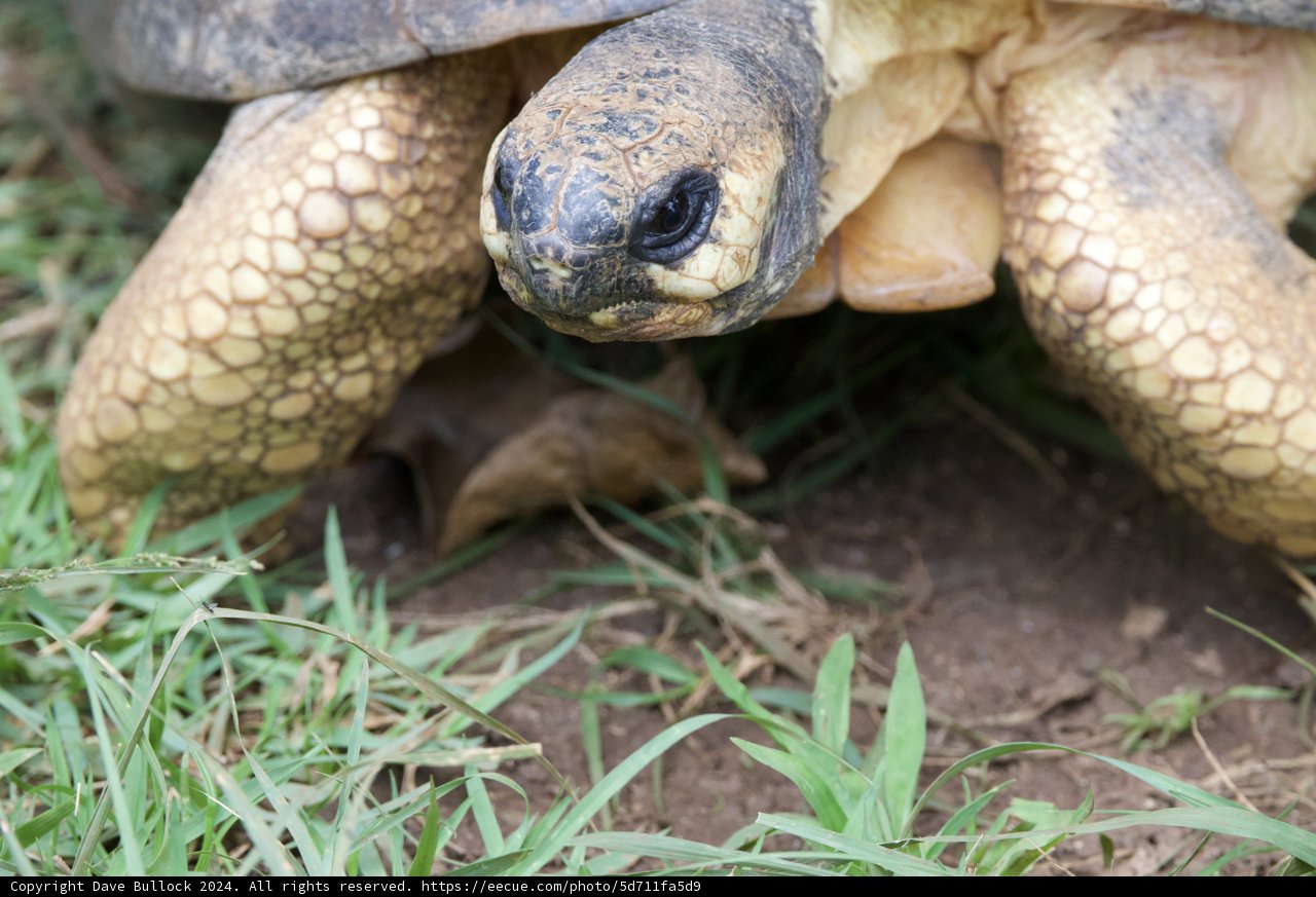 Gentle Gaze of the Tortoise