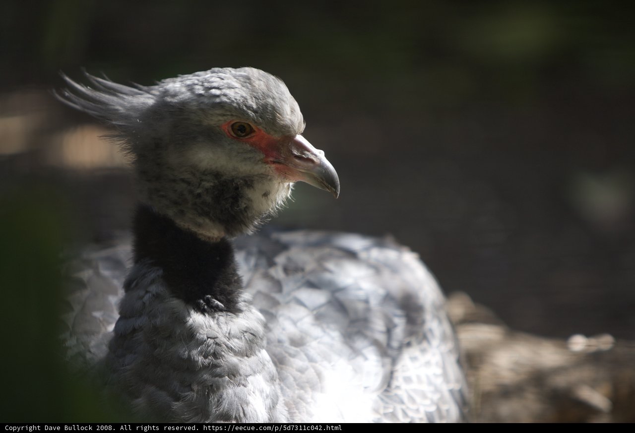 Red-Beaked Vulture Portrait