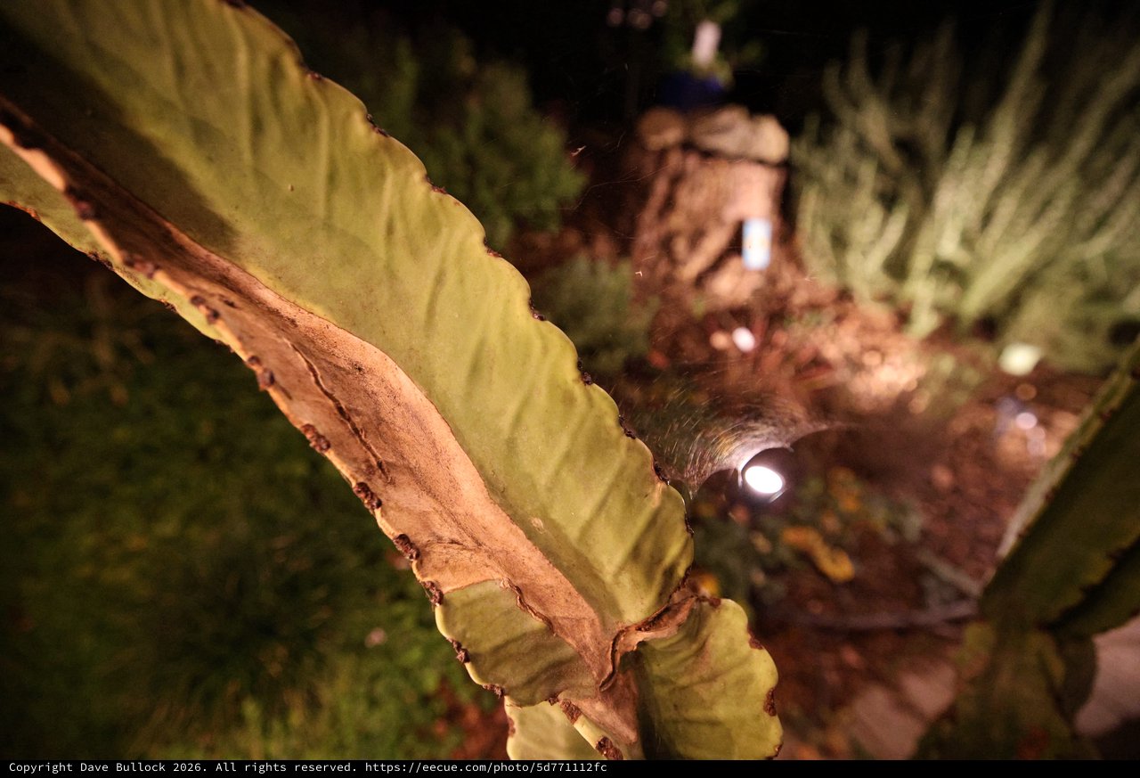 Illuminated Night Walk Through Tropical Palm Garden