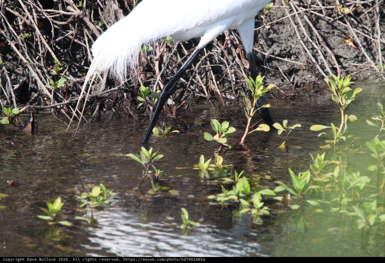 Great Egret Wading in Shallow Wetland Waters