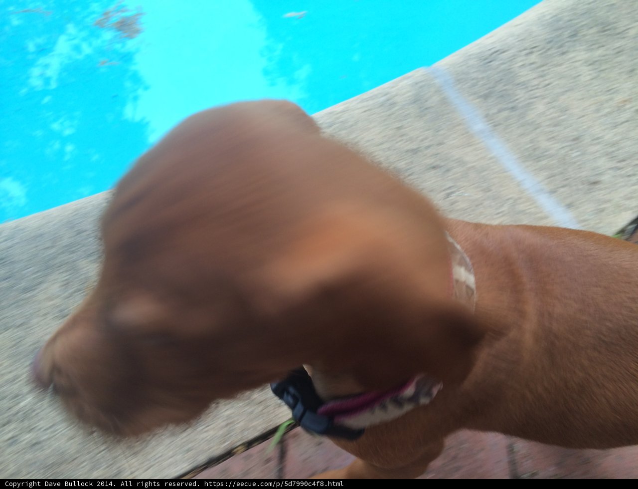Poolside Pup