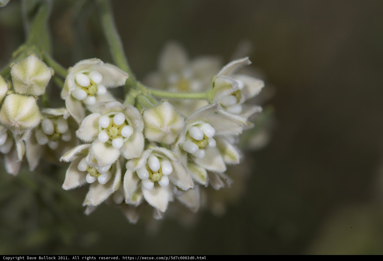 White Flower Pollen