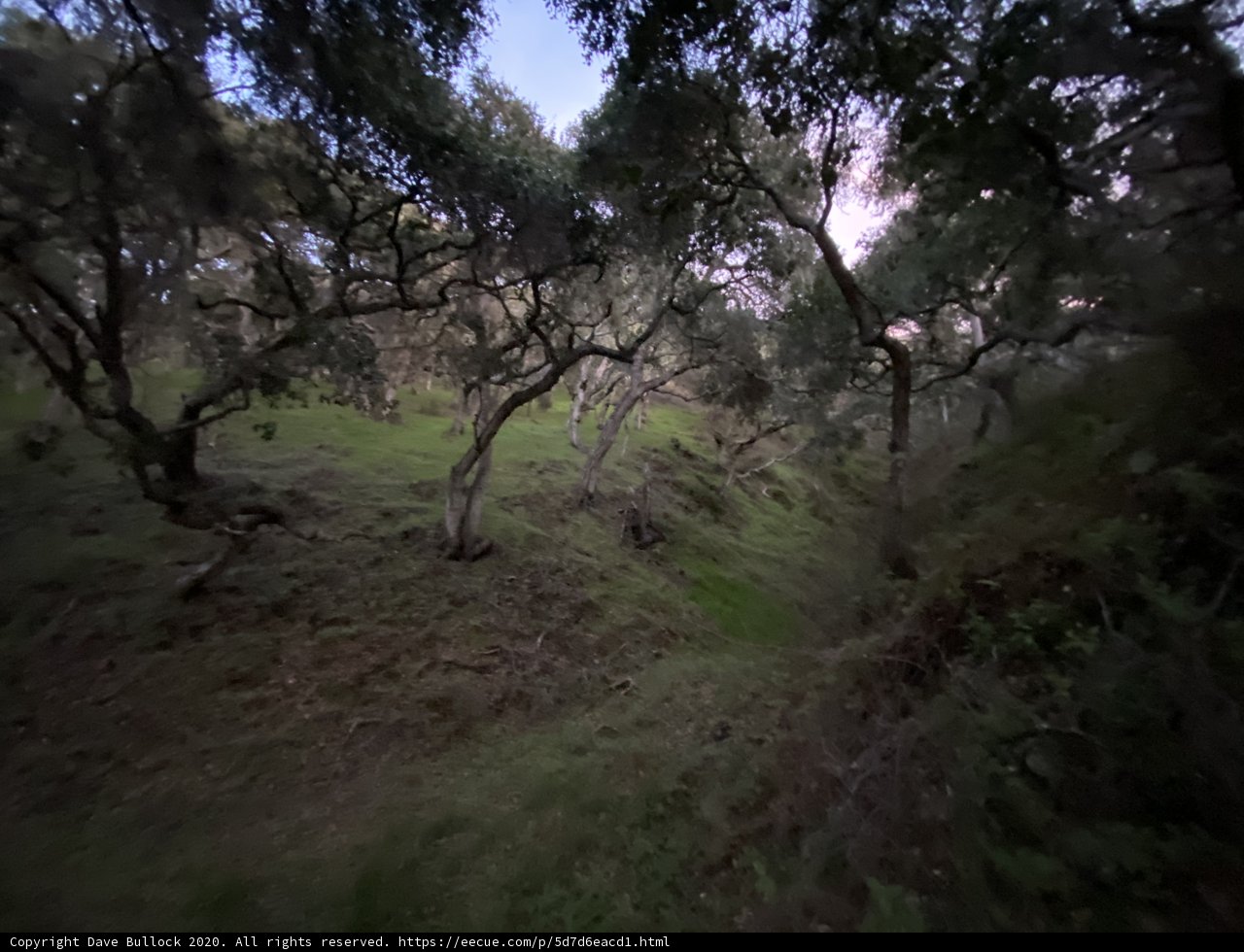 Serene Woodland Scenery