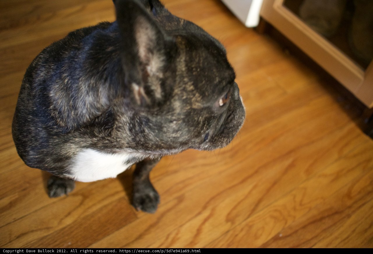 Paws on the Hardwood
