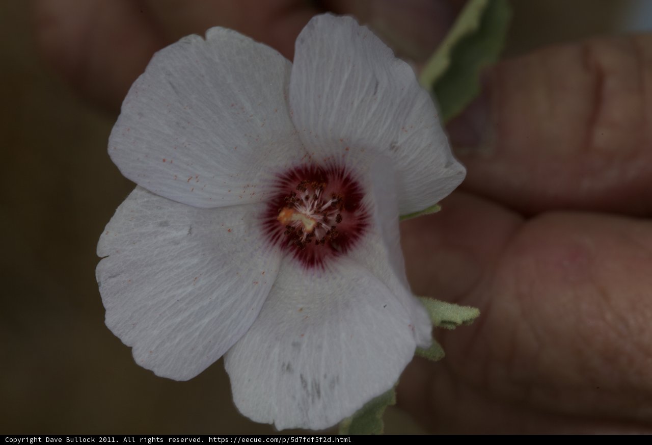 Red Centered Flower Close-Up